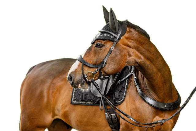 Chaser Bridle