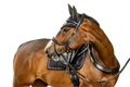 Chaser Bridle