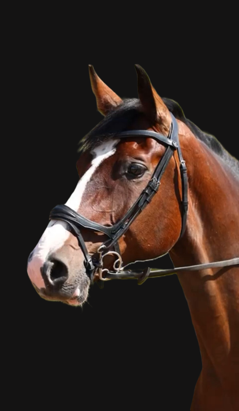 Eclipse Breath Easy Flash Bridle