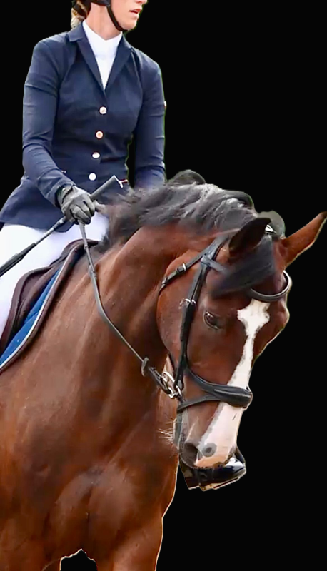 Eclipse Breath Easy Flash Bridle