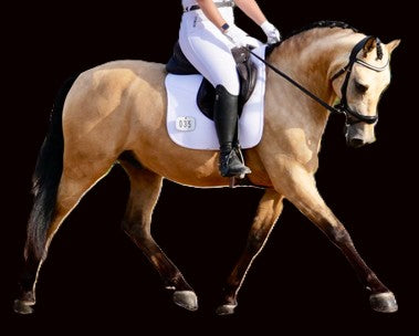 Equitus Evo Sports Bridle