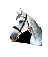Saffron Super Soft Bridle