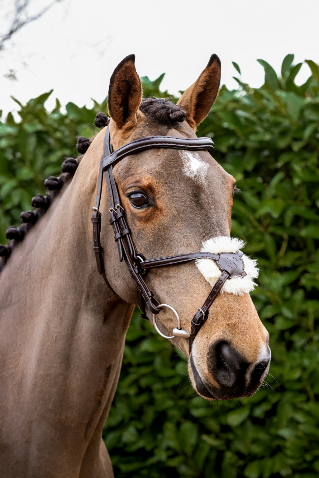 Henry James Mexican Grackle Bridle