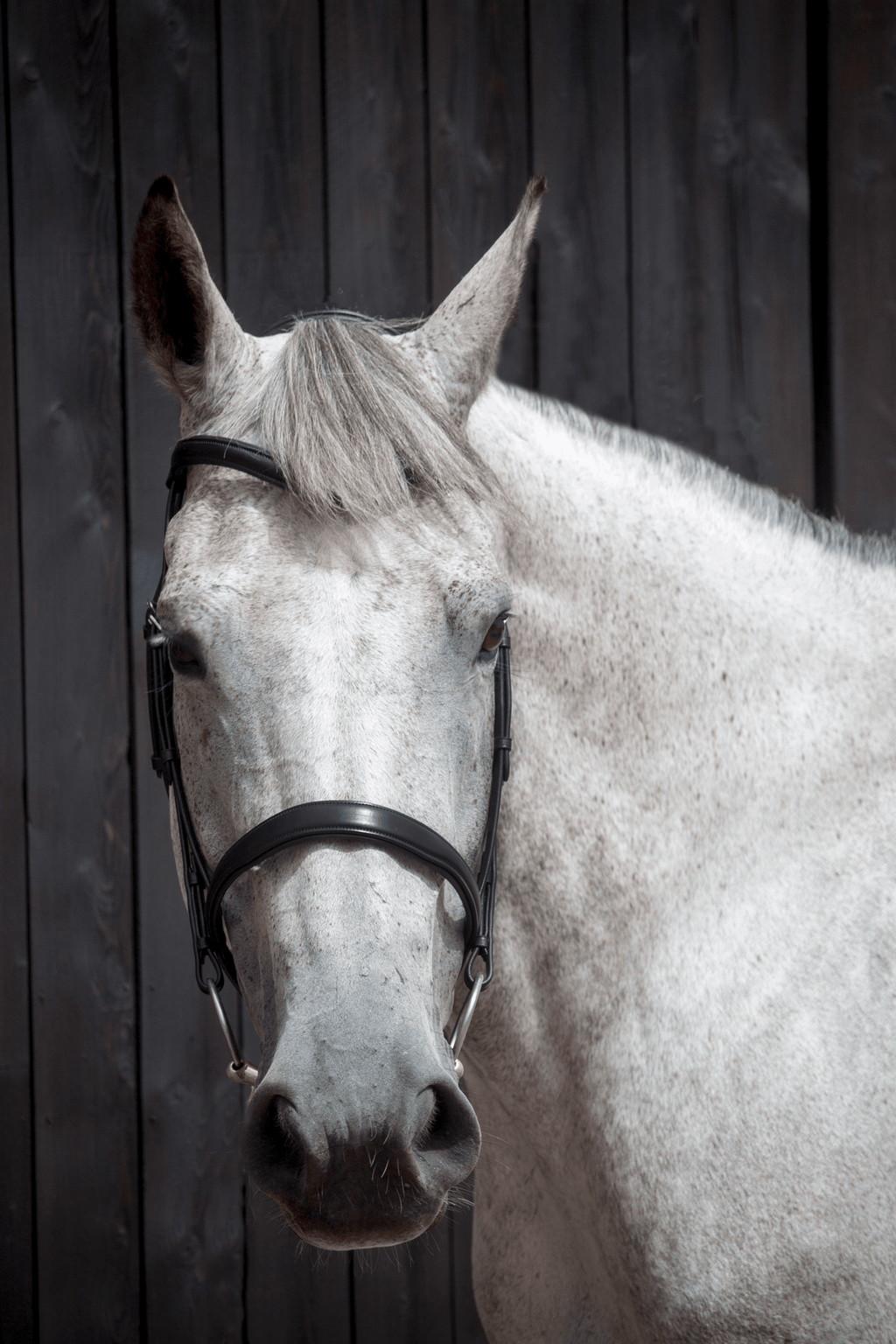 Henry James Cavesson Bridle
