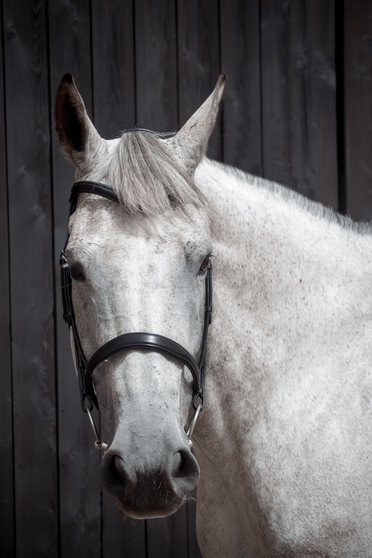 Henry James Cavesson Bridle